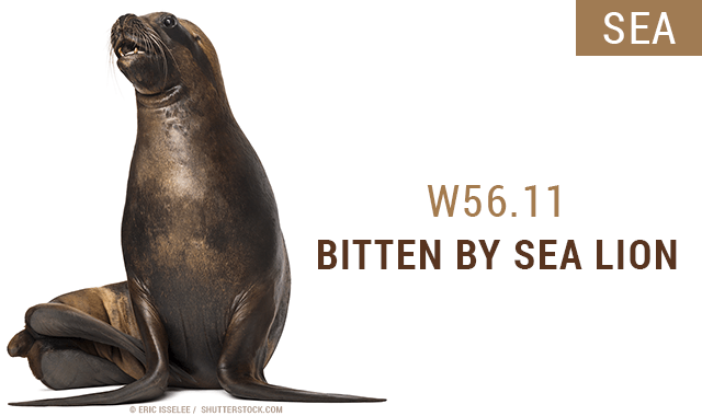 ICD-10 codes - bitten by a sea lion