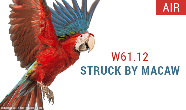 Struck by a macaw new icd 10 code