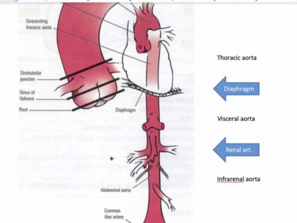 Abdominal Aortic Aneurysm Repair Coding | CPT Coding